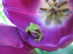 baby frog in a tulip