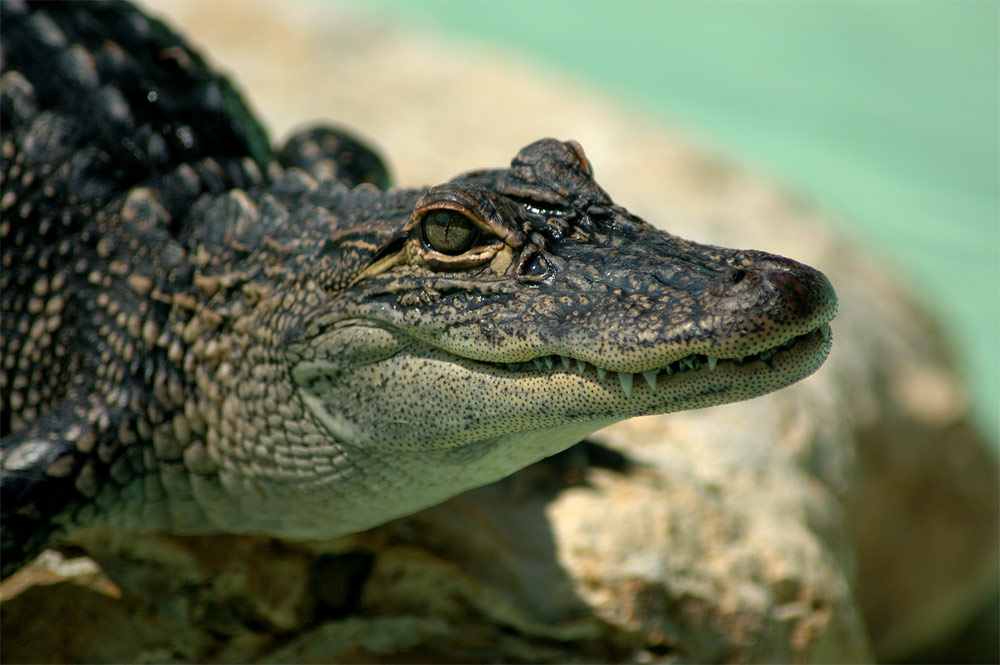 Baby Gator