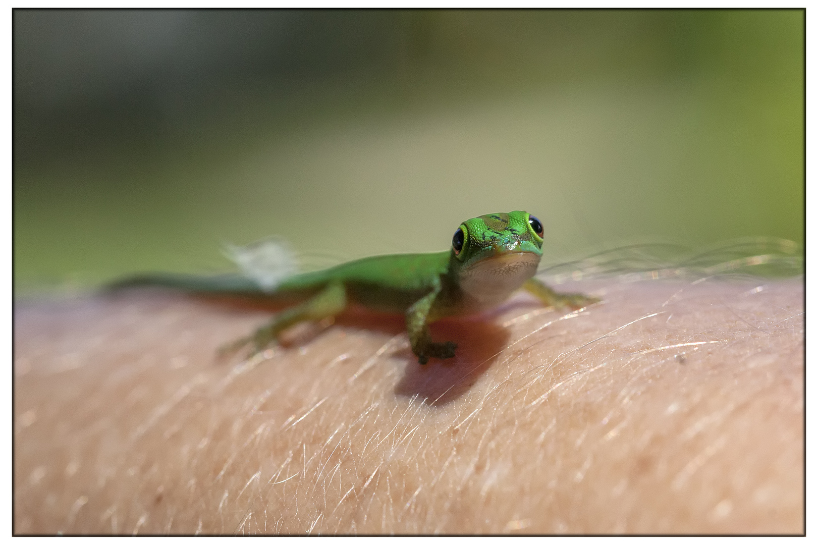 Baby Gecko 2