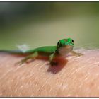 Baby Gecko 2