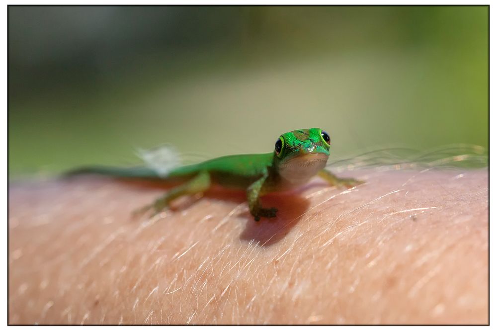 Baby Gecko 2