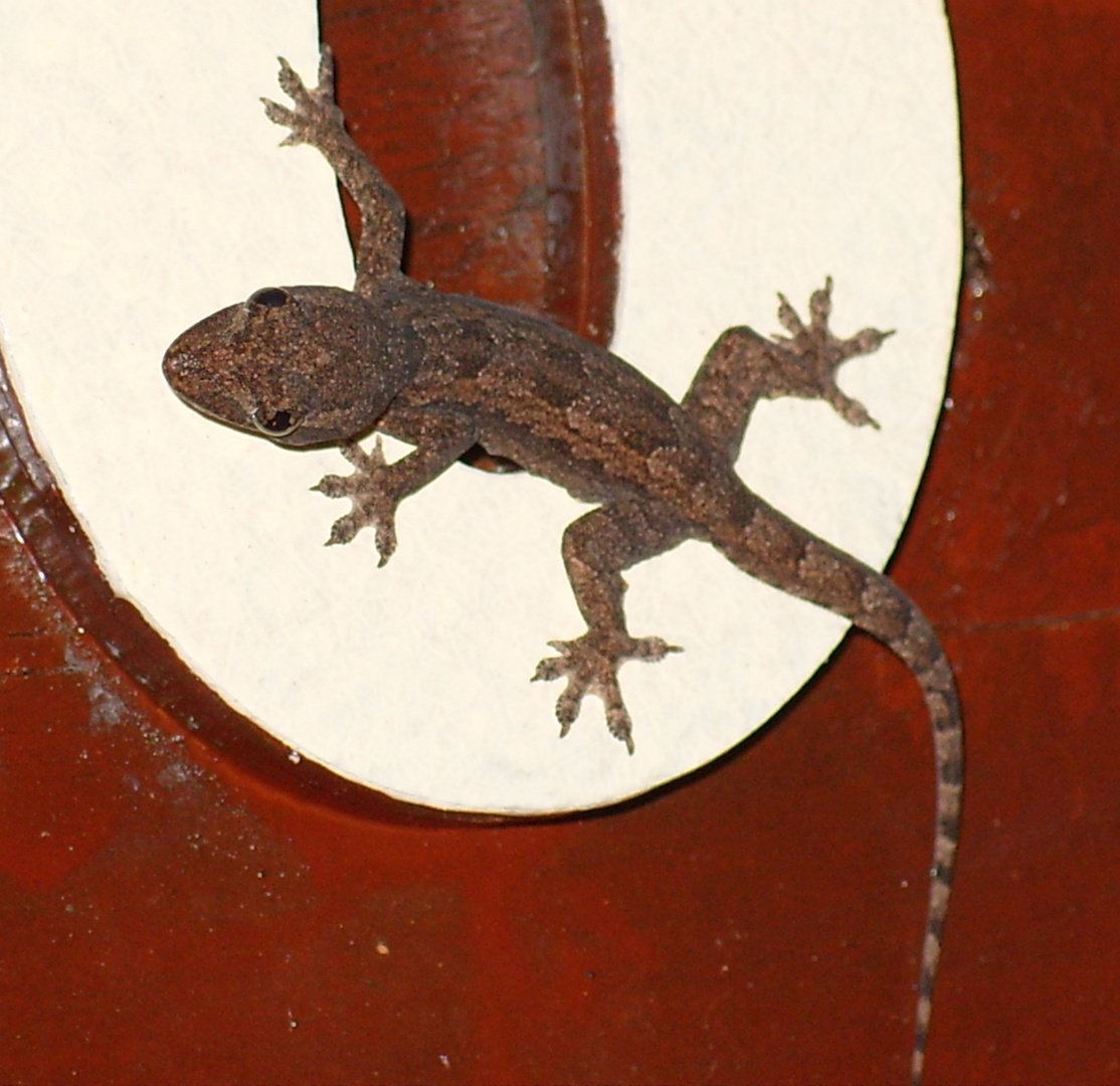 Baby-Gecko