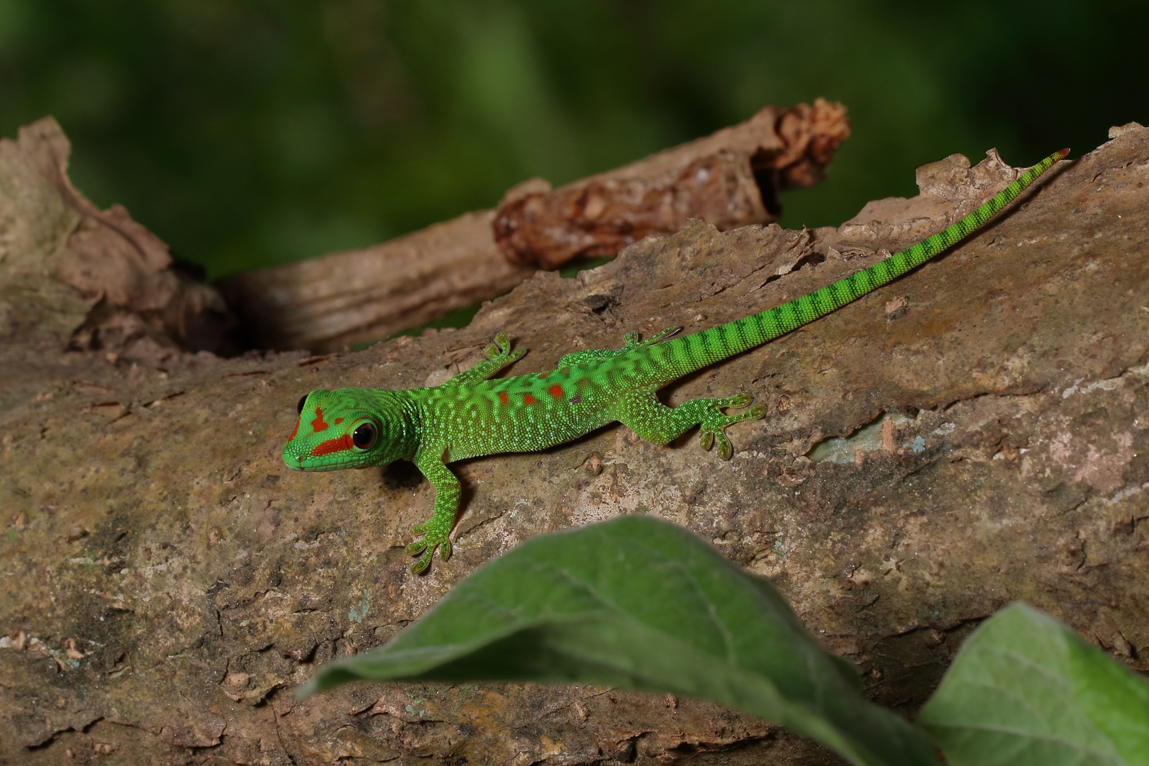 Baby Gecko...