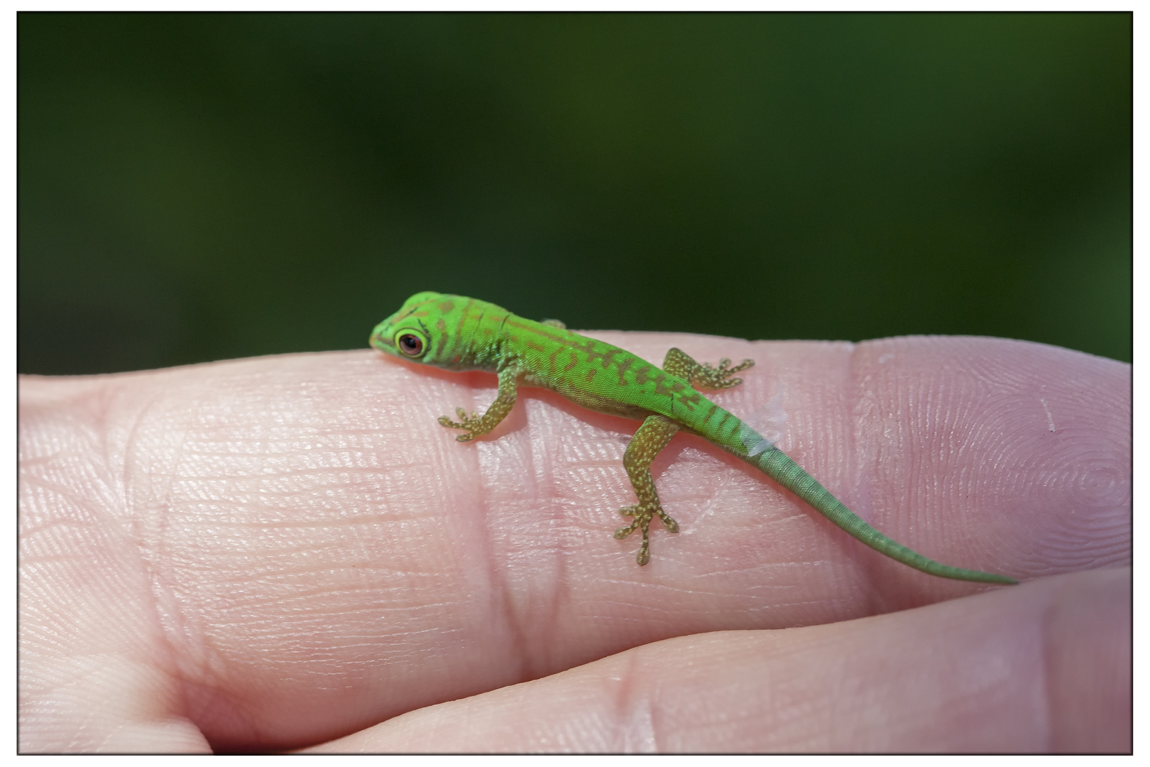 Baby Gecko