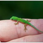 Baby Gecko