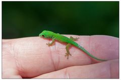 Baby Gecko