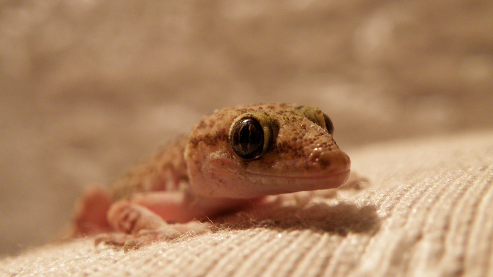 Baby Gecko auf Besuch in unserem Zimmer.....