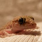 Baby Gecko auf Besuch in unserem Zimmer.....