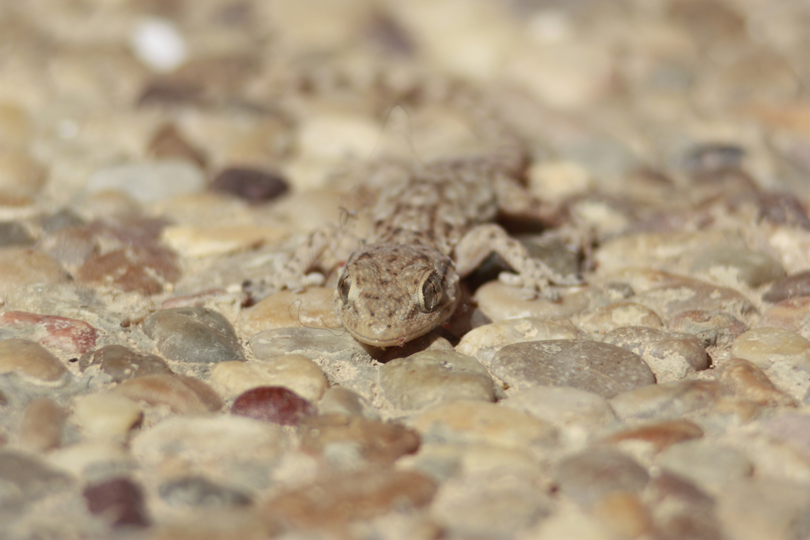 Baby-Gecko auf Terasse