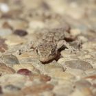 Baby-Gecko auf Terasse