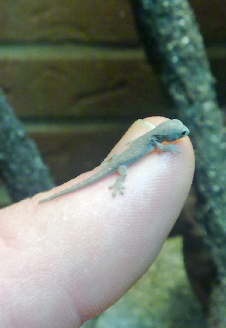 Baby Gecko aus eigener Nachzucht