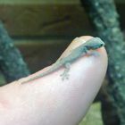 Baby Gecko aus eigener Nachzucht