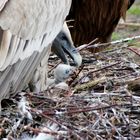 Baby-Geier wird gefüttert.