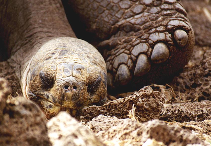 Baby Giant Tortoise