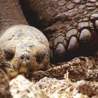 Baby Giant Tortoise (unbearb.)