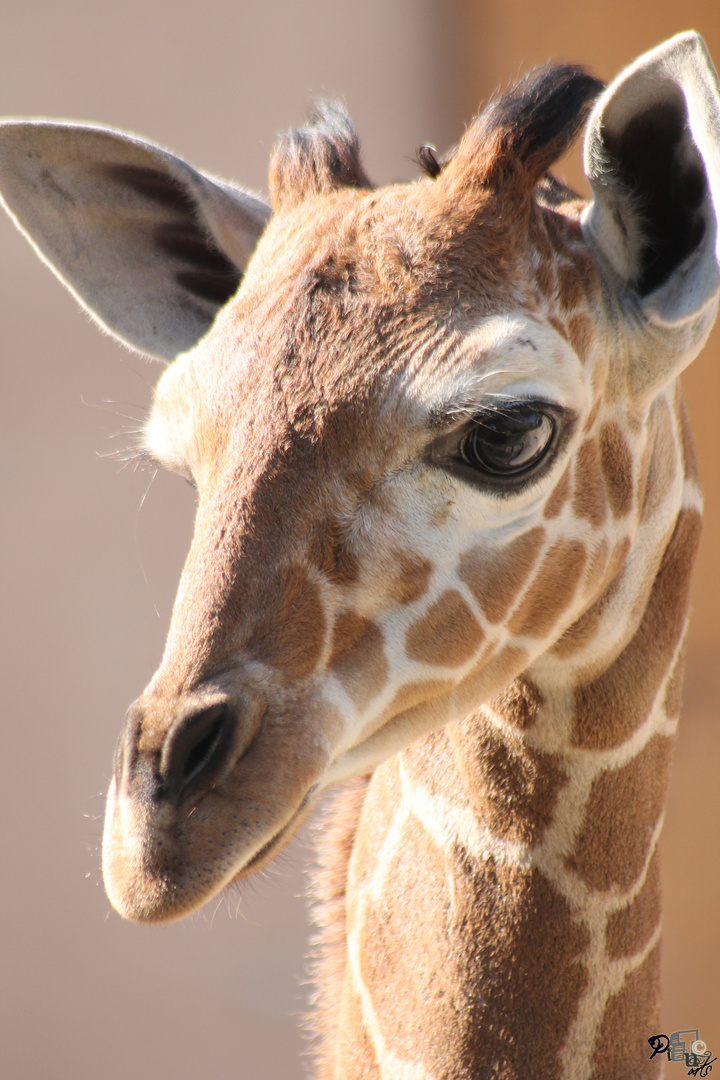 Baby-Giraffe