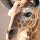 Baby-Giraffe