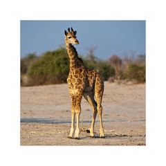 [ Baby Giraffe ]
