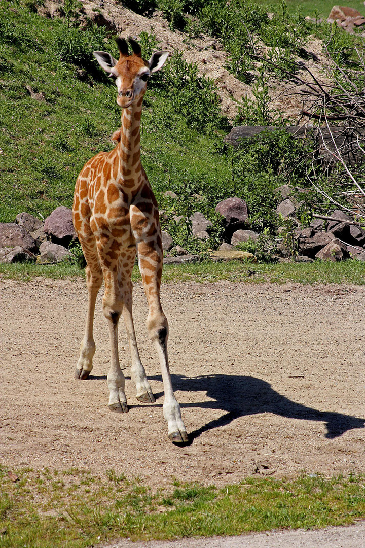 Baby Giraffe