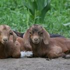 baby goats