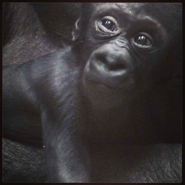 Baby gorilla