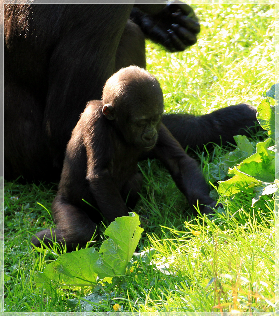 --Baby Gorilla--