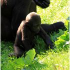 --Baby Gorilla--