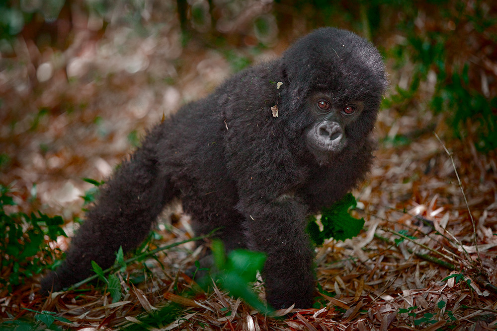 Baby Gorilla