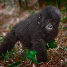 Baby Gorilla