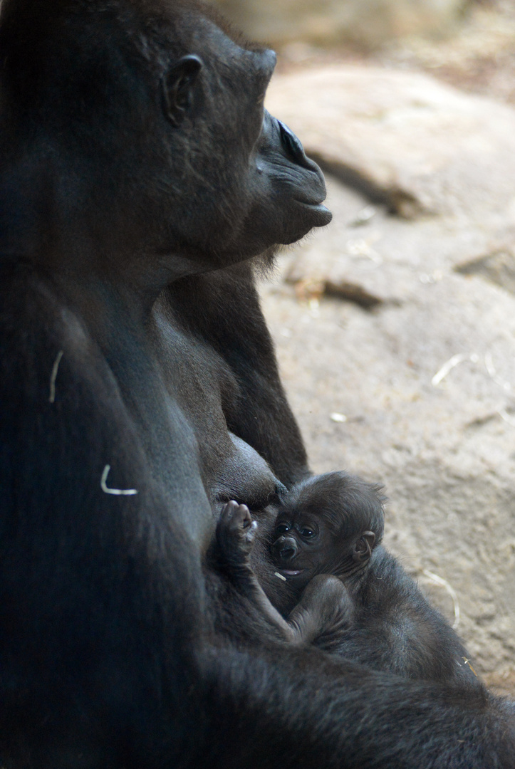 Baby Gorilla im Frankfurter Zoo 2