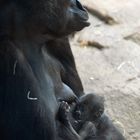 Baby Gorilla im Frankfurter Zoo 2