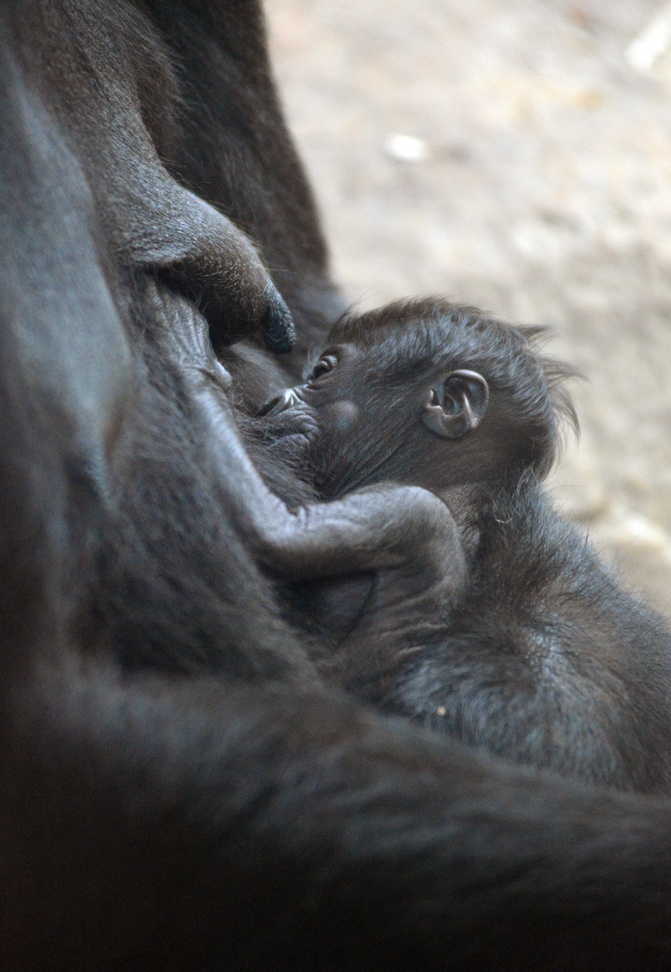 Baby Gorilla im Frankfurter Zoo 3