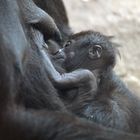 Baby Gorilla im Frankfurter Zoo 3
