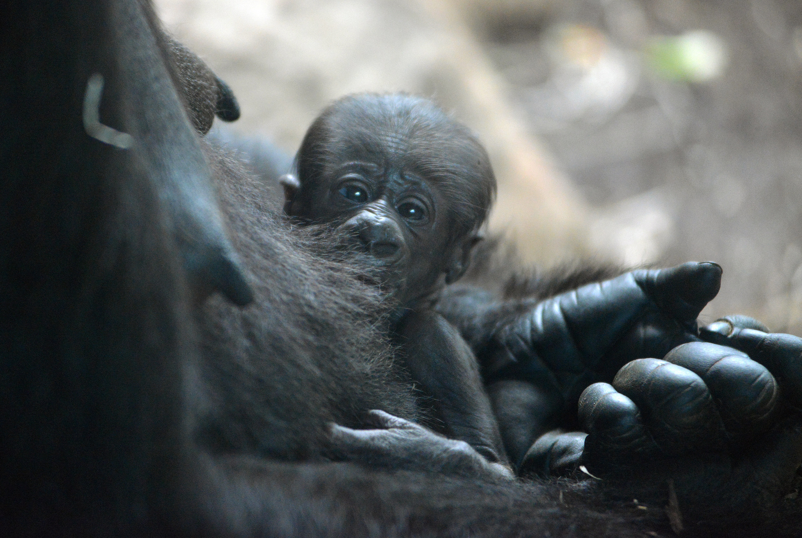 Baby Gorilla im Frankfurter Zoo