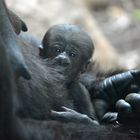 Baby Gorilla im Frankfurter Zoo