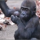 Baby Gorilla "  von Matze "Silberrücken"