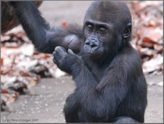 Baby Gorilla "  von Matze "Silberrücken"