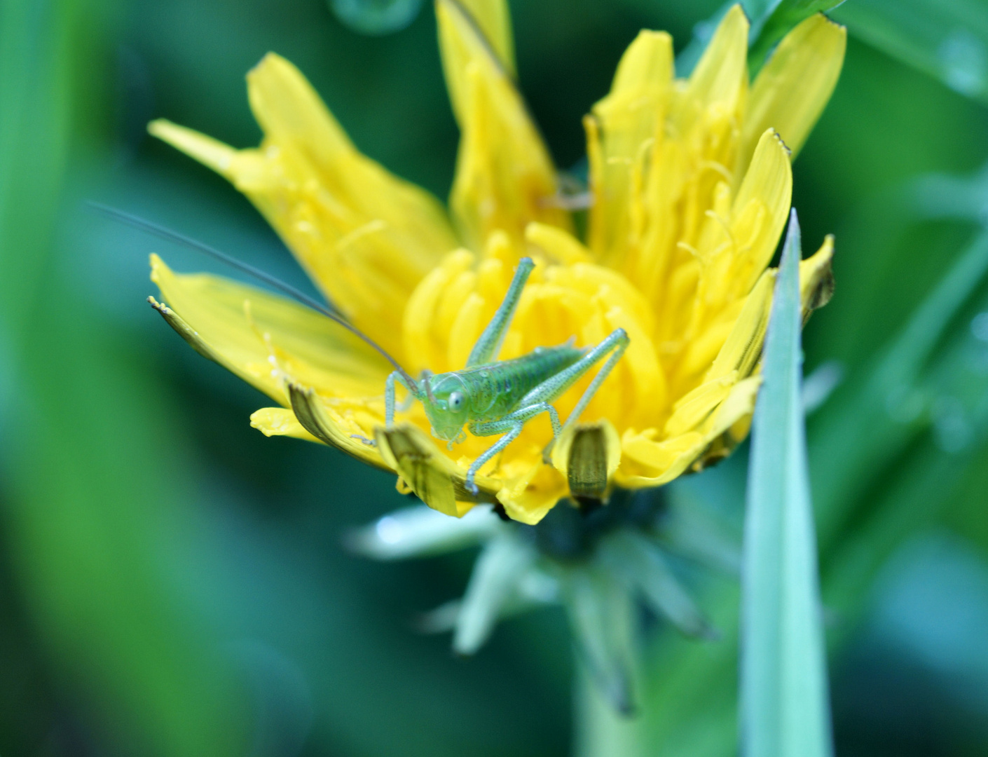 Baby-Grashüpfer