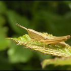 baby grasshoper