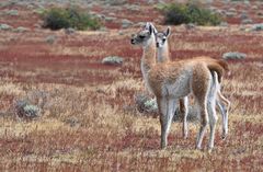 Baby Guanaco