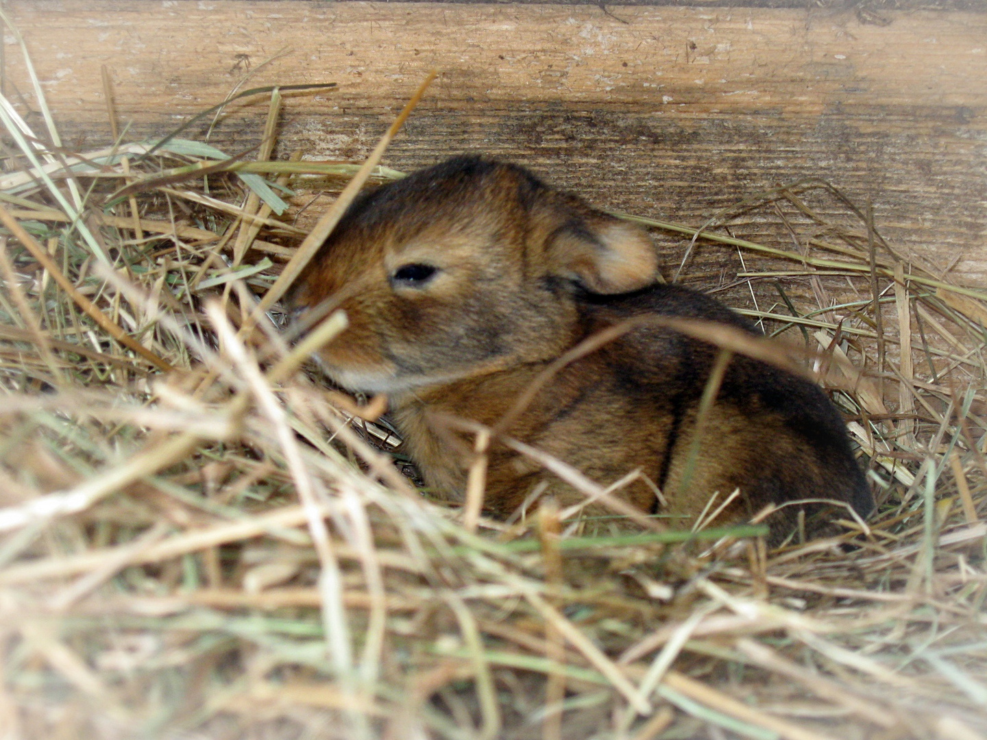 Baby-Häschen