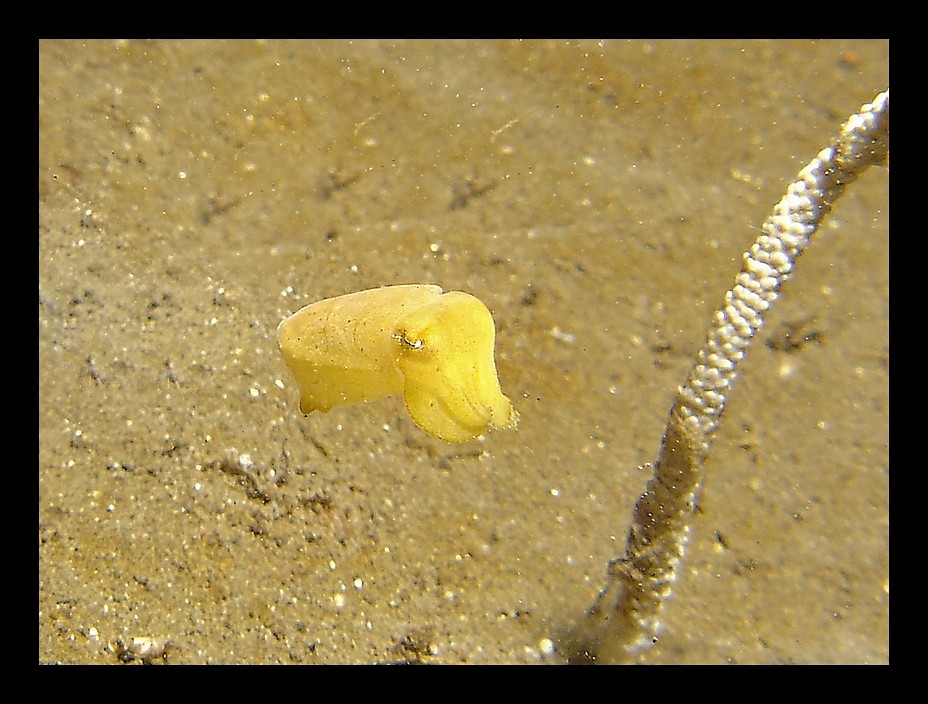 Baby Hauben Sepia, Sulawesi Mai 2004