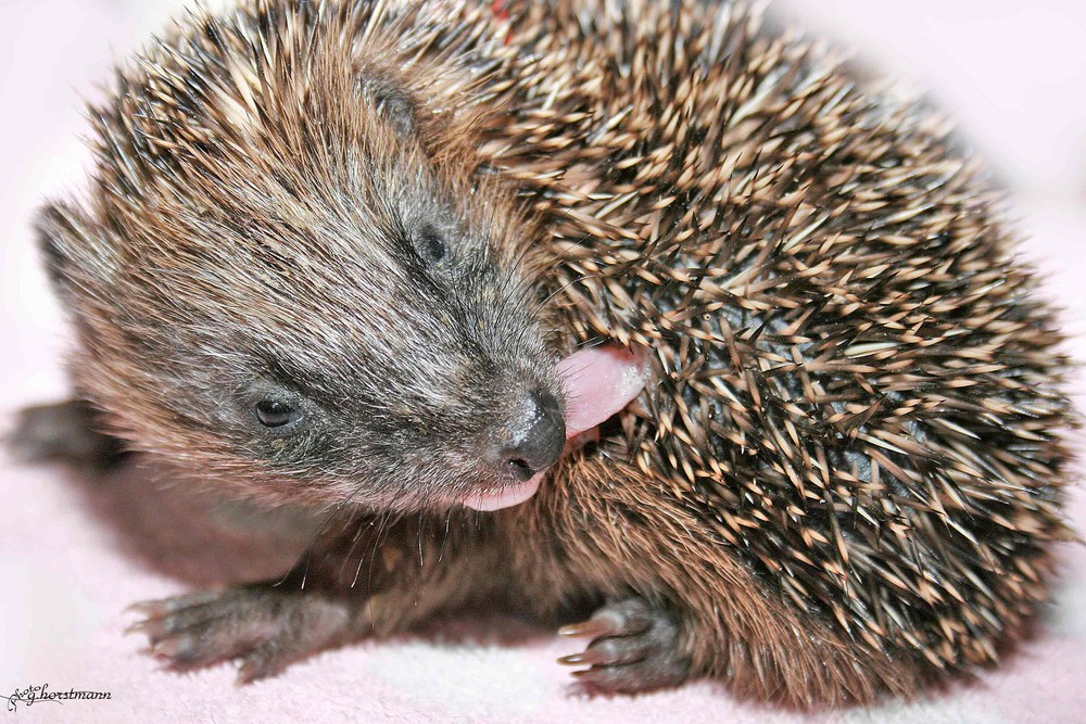 Baby hedgehog