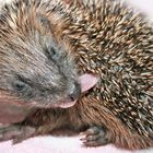 Baby hedgehog