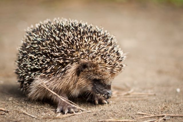 baby hedgehog