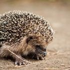 baby hedgehog