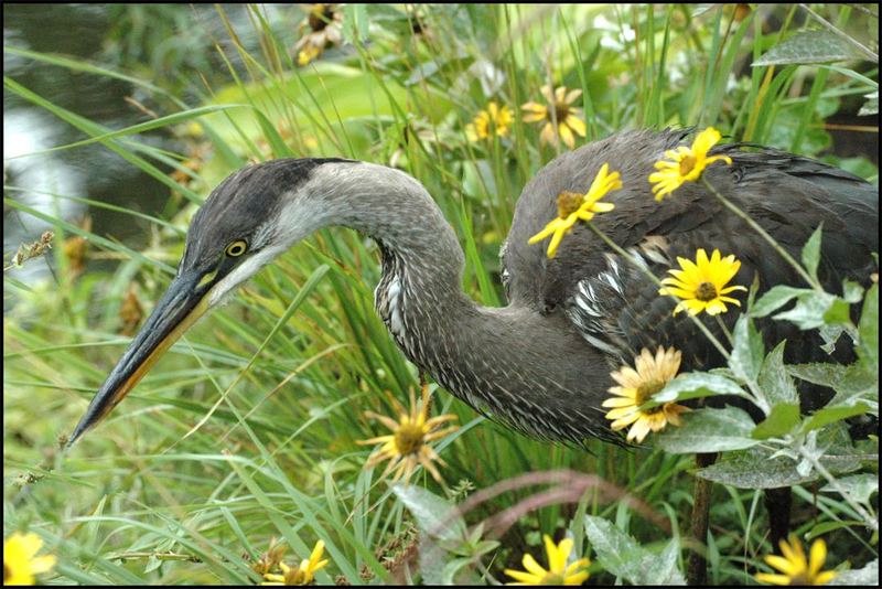 Baby Heron