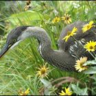 Baby Heron