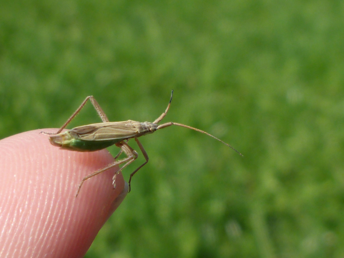 Baby-Heuschrecke