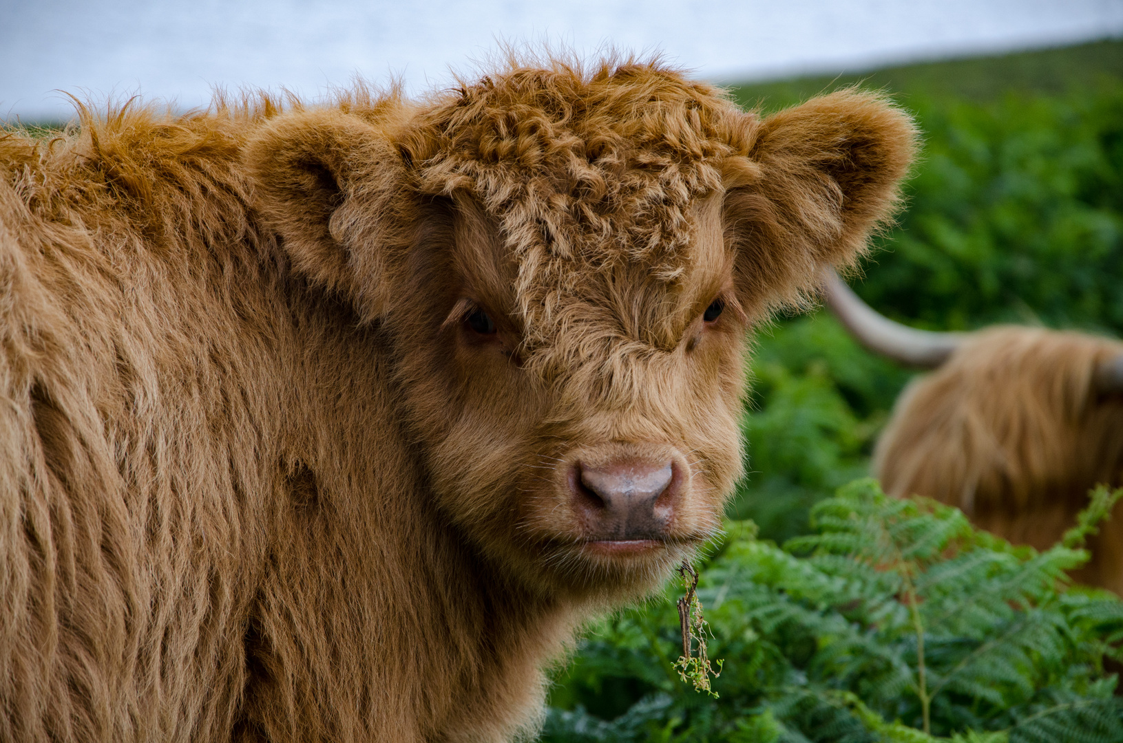 Baby Highlandcattle